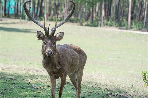 420+ Brow Antlered Deer Photos Stock Photos, Pictures & Royalty-Free ...