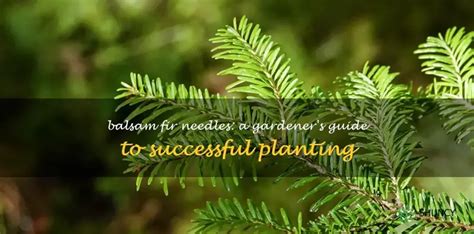 Balsam Fir Needles: A Gardener's Guide To Successful Planting | ShunCy