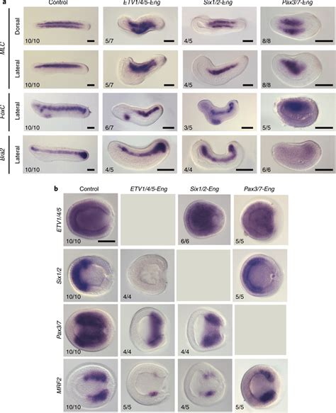 Etv145 Six12 And Pax37 Are Key Factors For The Formation Of Download Scientific Diagram