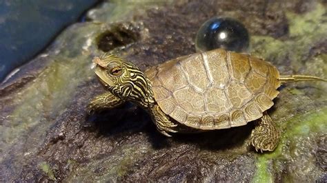 How To Identify Map Turtle Gender? – The Turtle Hub