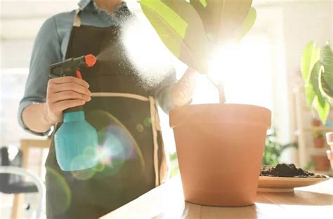 ELIMINE insetos de plantas uma barra de sabão