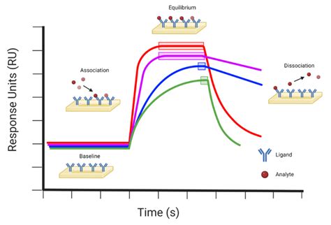 Surface Plasmon Resonance Spectroscopy Rapid Novor