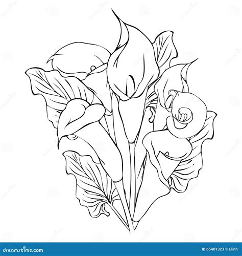 Calla Lily Flowers Cartoon Vector | CartoonDealer.com #65401323