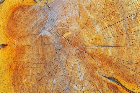 Natural Wood Texture Of Cut Tree Trunk Close Up Stock Photo Image Of