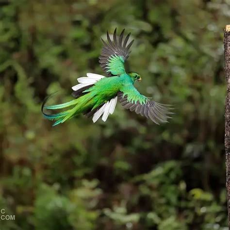 Resplendent Quetzal Facts Diet Habitat And Pictures On Animaliabio