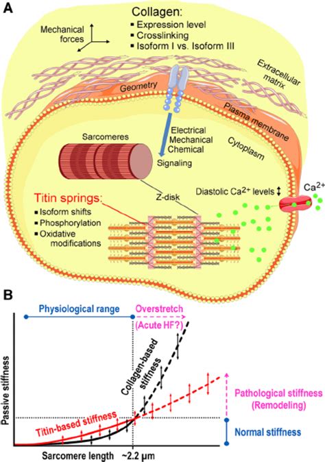 Collagen And Titin As Important Sources Of Diastolic Passive Stiffness