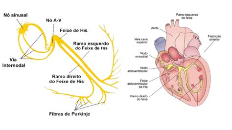 Ritmo sinusal e sistema elétrico do coração Mind Map