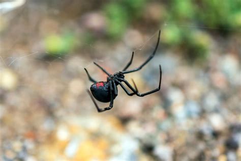 Ara A Viuda Negra C Mo Identificar Su Picadura Bioguia