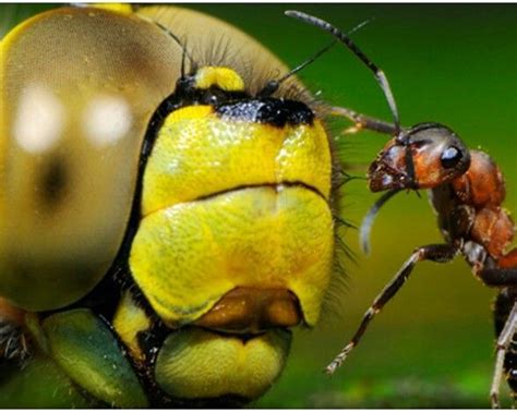 Abeja Vs Hormiga Hormigas Libélula Abejas