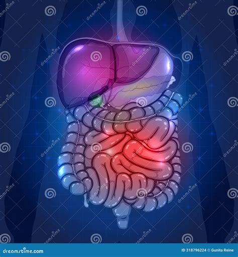 Digestive tract stock vector. Illustration of appendix - 318796224