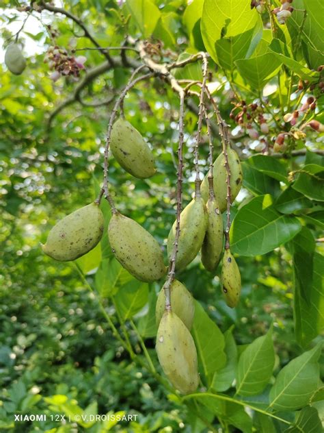 Pongamia Pinnata L Pierre Karanj World Flora Pl Ntnet Identify