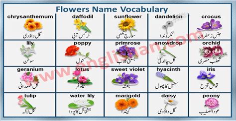 Flower Word Meaning In Urdu Home Alqu