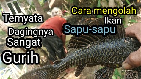 CARA MEMASAK IKAN SAPU SAPU LEZATNYA MELEBIHI IKAN GABUS YouTube