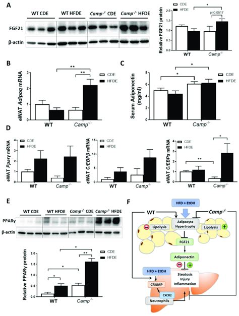 HFD Feeding Plus Alcohol Promoted FGF21 Adiponectin Upregulation In