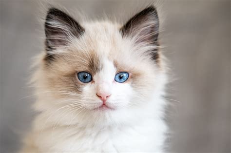 Top 11 Ragdoll Breeders In California In 2023