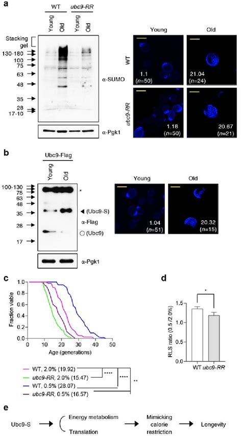 Figure 8 From Auto Sumoylation Of The Ubc9 E2 Sumo Conjugating Enzyme