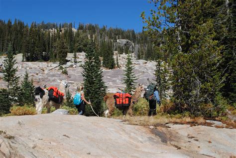 Boulder Rim Llama Trek Wilderness Ridge Trail Llamas