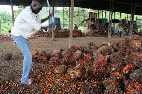 La C Te D Ivoire Va R Guler Sa Production De Palmier Huile Palmafrique