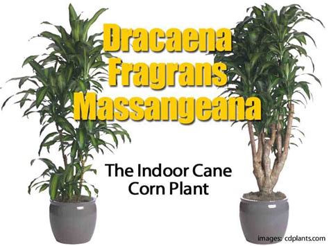 Dracaena Fragrans Care Guide (Corn Plant), 58% OFF | rbk.bm