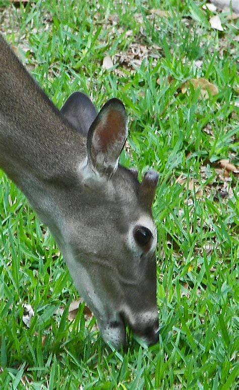 PLANTanswers: Plant Answers > Deer Eating Grass