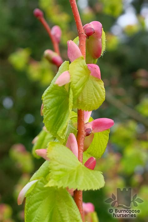 Tilia Cordata Winter Orange From Burncoose Nurseries