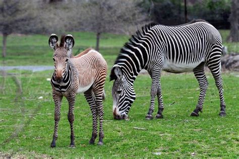 Grevy's zebra | Bronx zoo, Baby zebra, Zebra