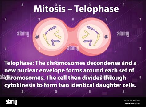 Process Of Mitosis Telophase With Explanations Illustration Stock