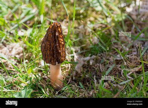 Morel Morchella Conica Banque Dimage Et Photos Alamy