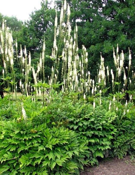 Pluskwica Groniasta Wiecznica Cimicifuga Racemosa Id