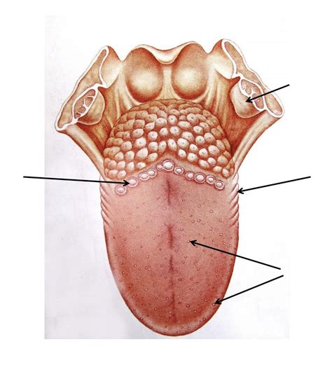 mouth Diagram | Quizlet