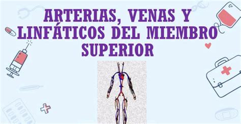 Arterias Venas Y Linf Ticos Del Miembro Superior Enfermer A Udocz