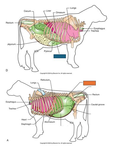 Vet Anatomy And Physiology Ii Final Exam Flashcards Quizlet