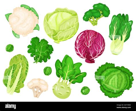 Cabbages De Dibujos Animados Lechuga Fresca Br Coli Hojas De Col