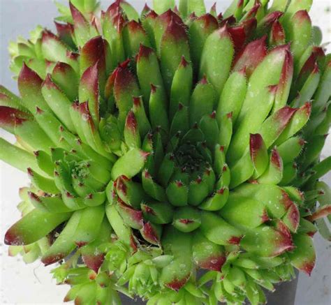 Sempervivum Wulfenii Roseum Hauswurz Kaufen Pflanzen Versand Harro S