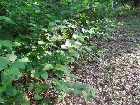 Franklin County Pa Gardeners Japanese Knotweed Invasive Weed