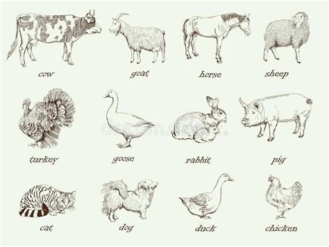 Farm Animals and Their Names