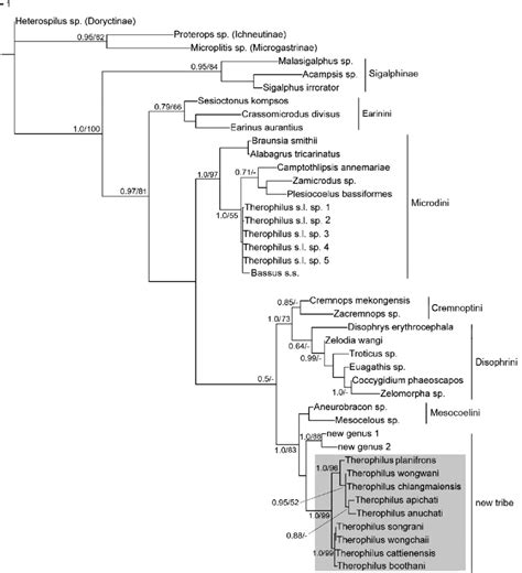 Nj Phylogram Based On S Rdna Where Bayesian And Parsimony Analyses