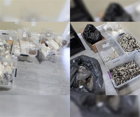 Mounties Seizes Illicit Mushroom Grow Op At Surrey Residence Sher E