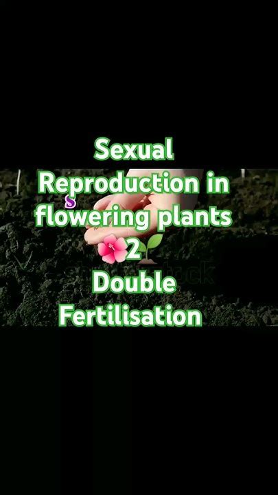 Sexual Reproduction In Flowering Plants 🌺🌱double Fertilisation Shorts