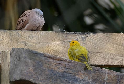 Keeping Different Birds Together Keeping Pet Finches