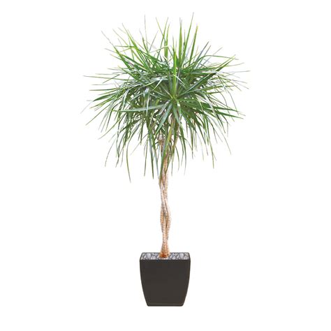 Dracaena Marginata Braid Plant Care, Sunlight Guide | Plantscape LIVE