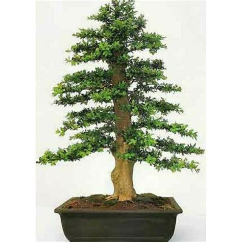 Jual Bonsai Boxus Buxus Herlandi Jadi Siap Pajang Bukan Bahan Free