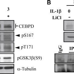 Glycogen Synthase Kinase GSK 3b Mediates Interleukin IL 1beinduced