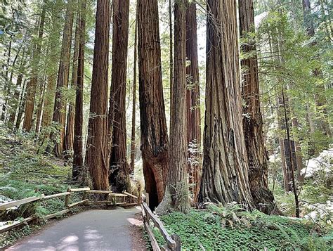 Muir Woods National Monument - Wikipedia