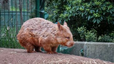 Wombats Poop Perfect Cubes And We Finally Know Why