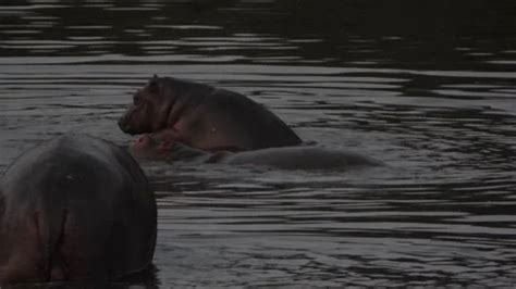 Hippopotamus mating in the water pond du... | Stock Video | Pond5