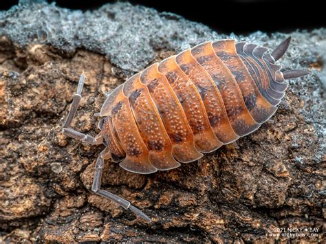 Porcellio Scaber Lava Isopod Site