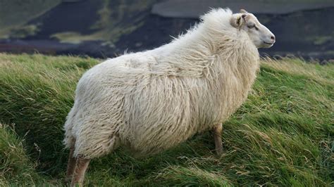 Icelandic Sheep Our Four Legged Vikings Your Friend In Reykjavik