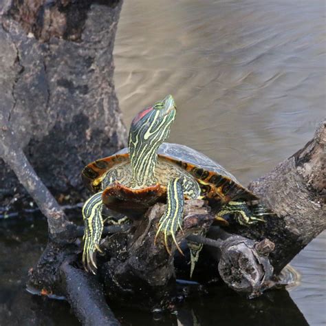 Red Eared Slider Turtle Wisconsin Sea Grant