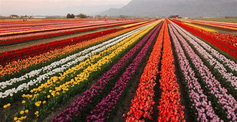 Abbotsford Tulip Festival - Go! Abbotsford